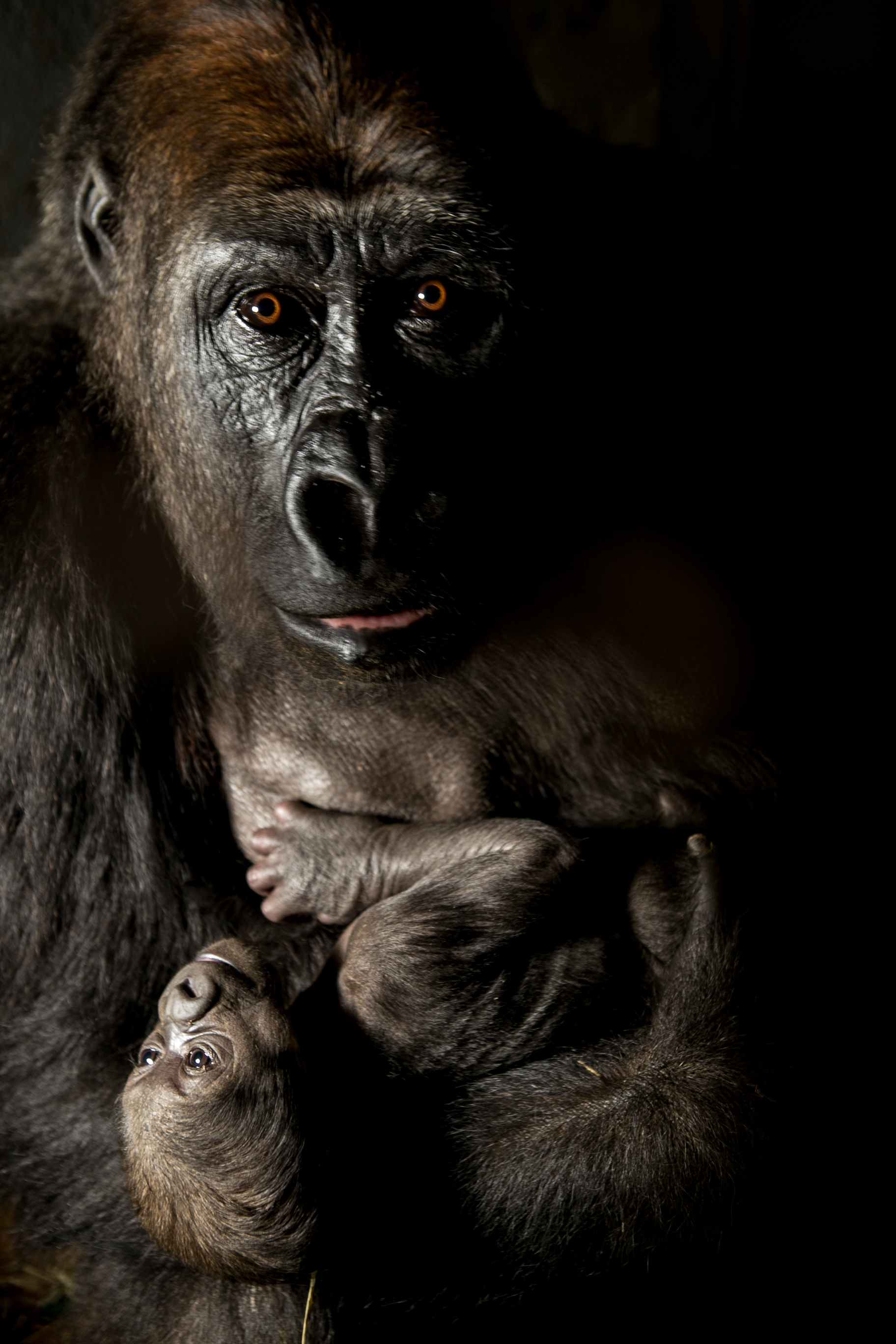 filhote fêmea de gorila nascido no zoo de BH