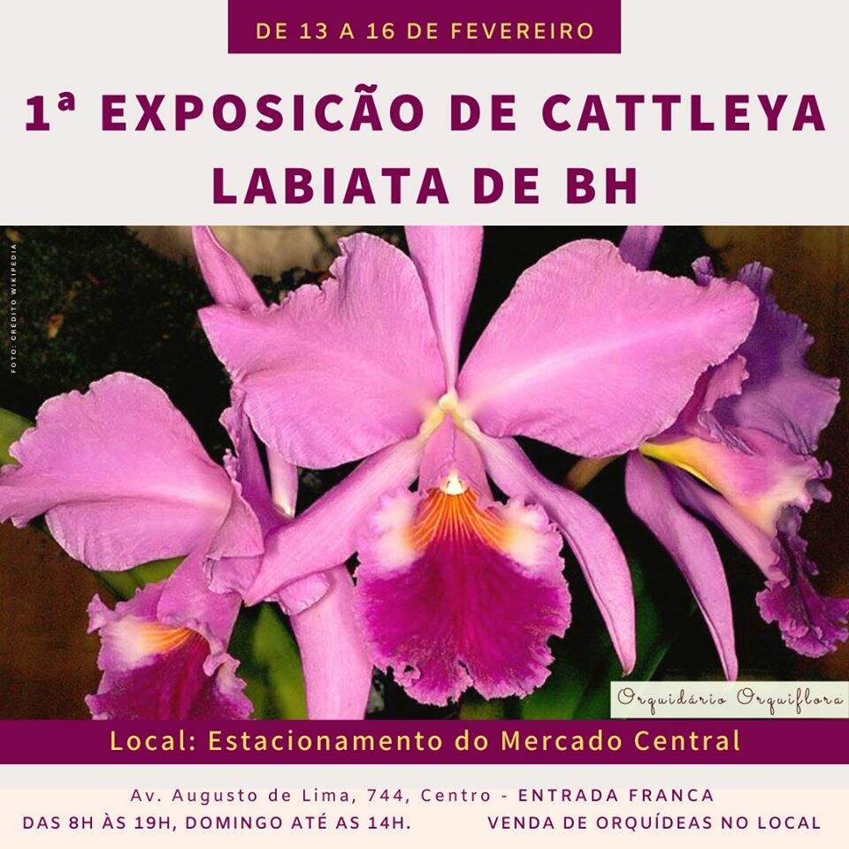 1ª Exposição de Cattleya Labiata de BH