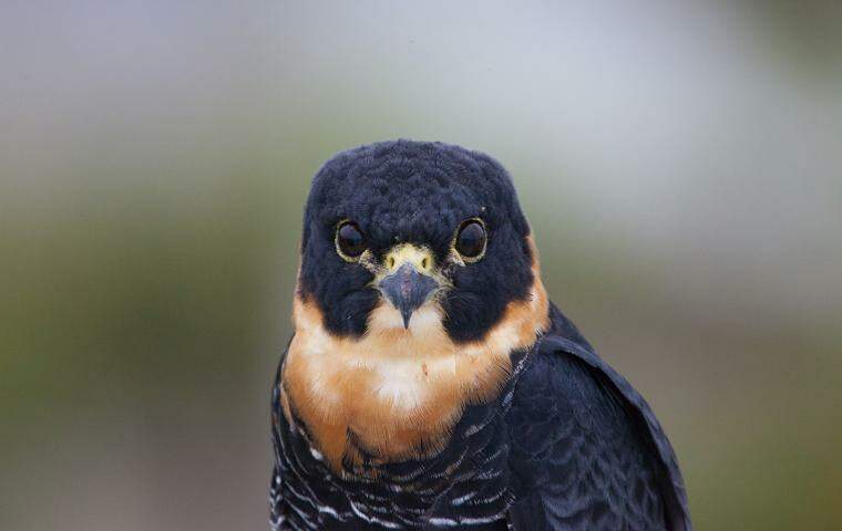 Falcão-cauré (Falco rufigularis), espécie avistada no Parque Serra do Curral, na região Centro-sul de BH 