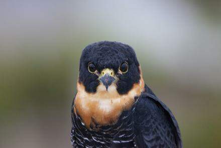 Falcão-cauré (Falco rufigularis), espécie avistada no Parque Serra do Curral, na região Centro-sul de BH 