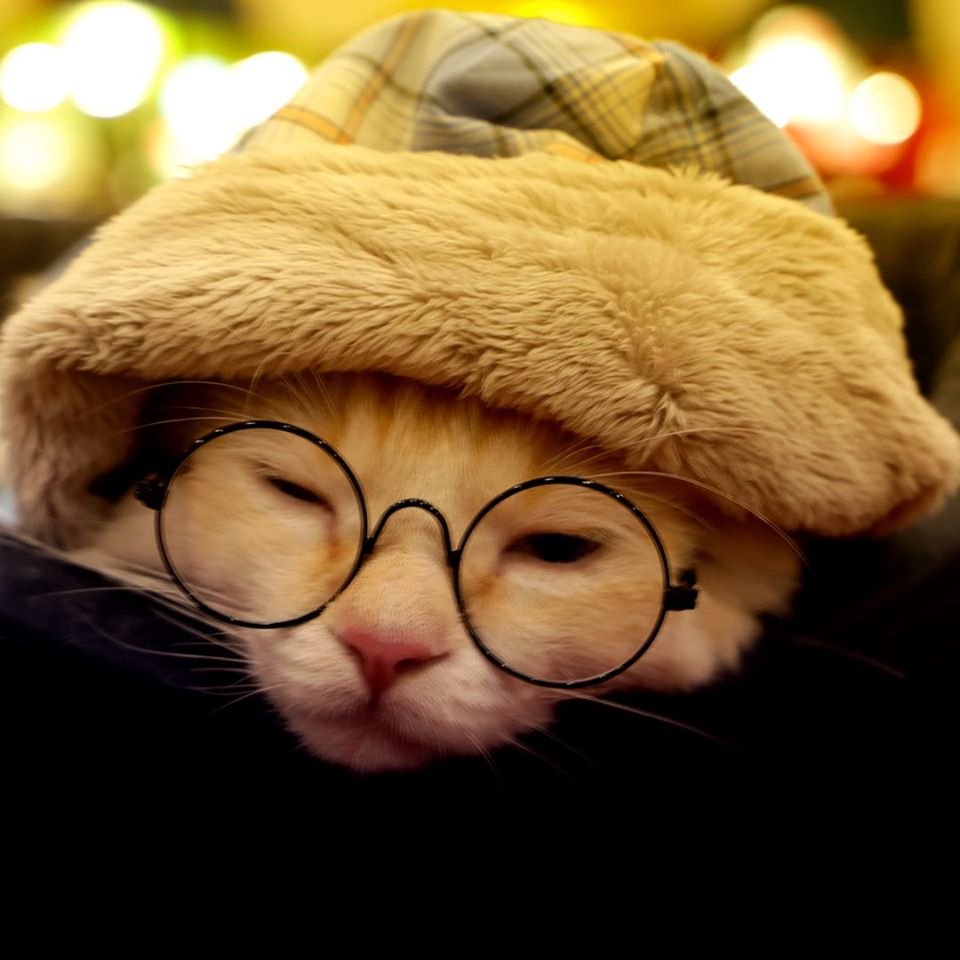 Live: Os efeitos da pandemia no bem estar dos gatos