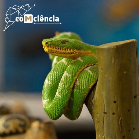 Dia da Cobra - MM Gerdau