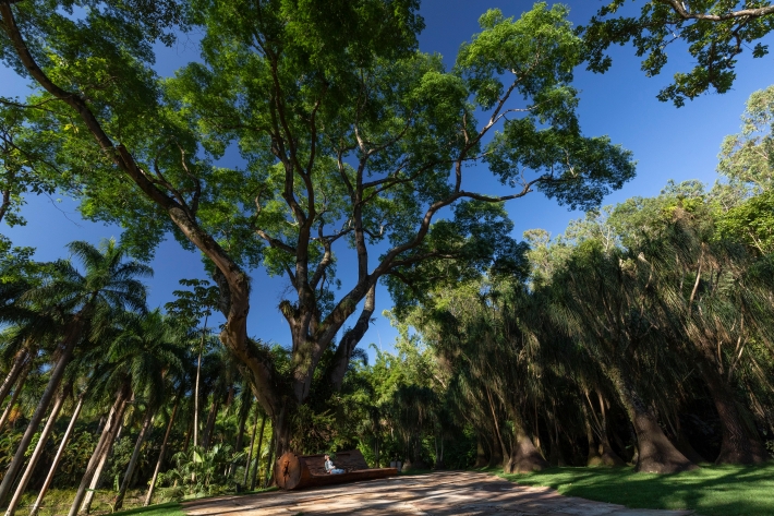  Exposição virtual: "Do Tamboril à Braúna" - Inhotim