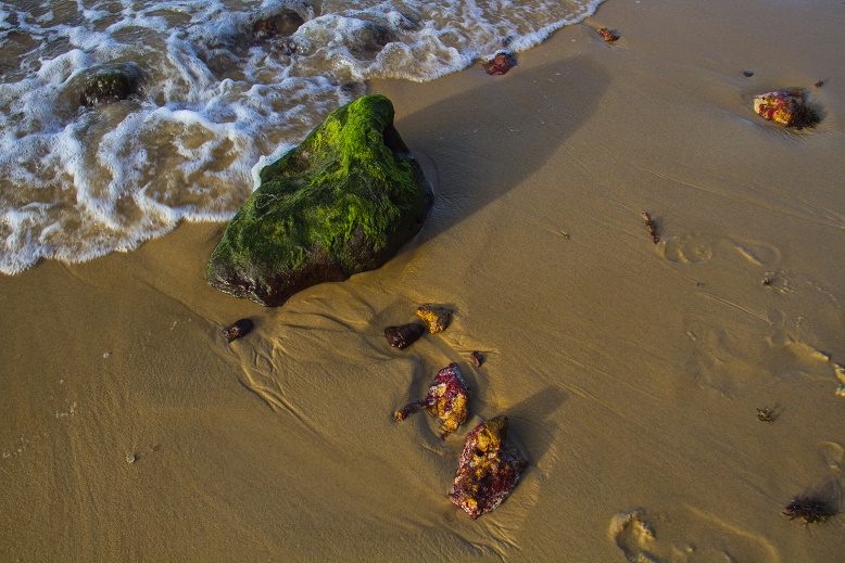 Fotografia "A Selva"