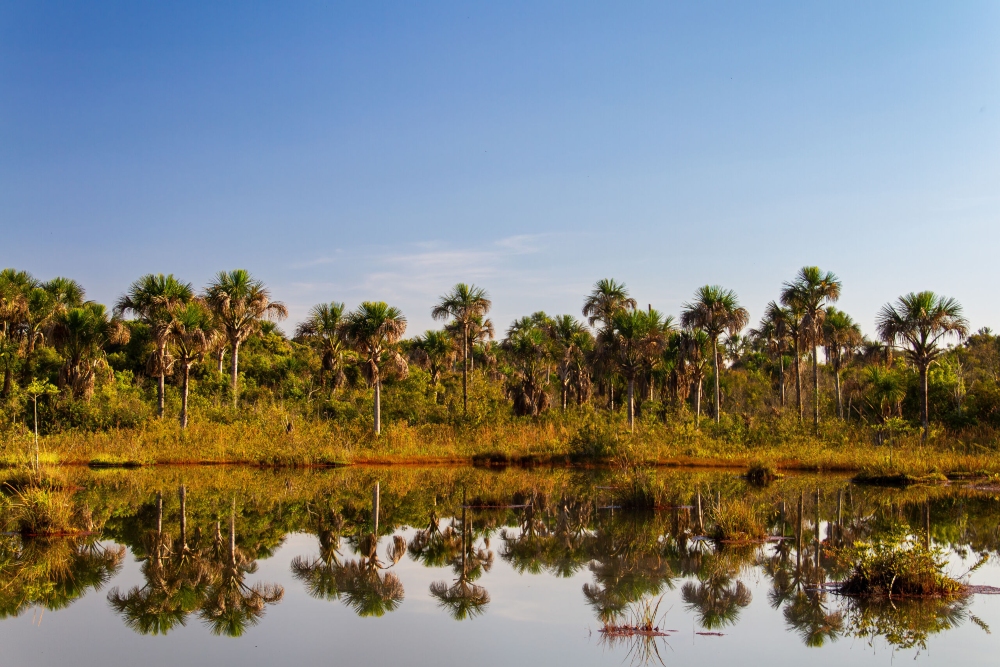 Exposição fotográfica: “Vasto Sertão Gerais, o Cerrado de Minas” | MM Gerdau - Museu das Minas e do Metal