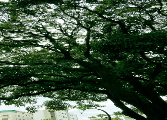 Contação de histórias: Na sombra das mangueiras 