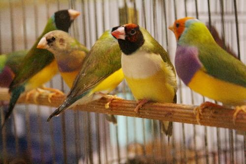 Torneio Mineiro de Aves Domésticas