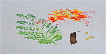 Exposição: Minas+Verde
