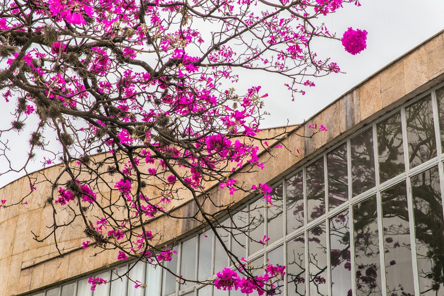Museu de Arte da Pampulha