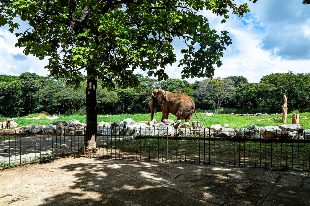 Pablo Gomide/Quarteto Filmes Um elefante no zoológico. O animal, de cor marrom-acinzentada, está em um grande gramado verde. O recinto é cercado por pedras e uma cerca de metal, que fica no primeiro plano. O local é cercado por uma floresta densa, e o céu está azul com nuvens brancas e grandes.