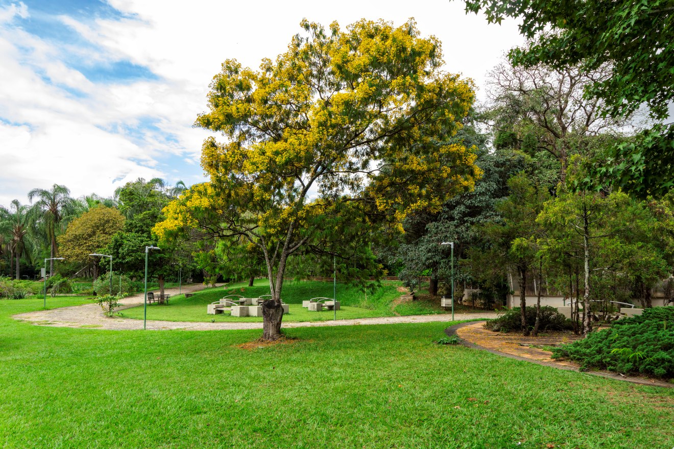 Grande árvore com flores amarelas no centro, cercada por um caminho de pedras grandes que serpenteia. A vegetação ao redor é variada, com arbustos e outras árvores. O céu está limpo, com algumas nuvens dispersas.