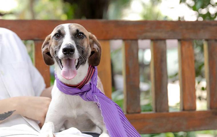 Cãoviver Divulgação