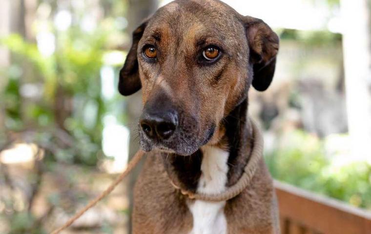 Cãoviver Divulgação