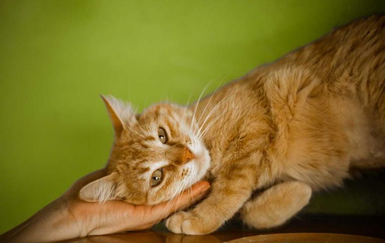 Cãoviver Divulgação