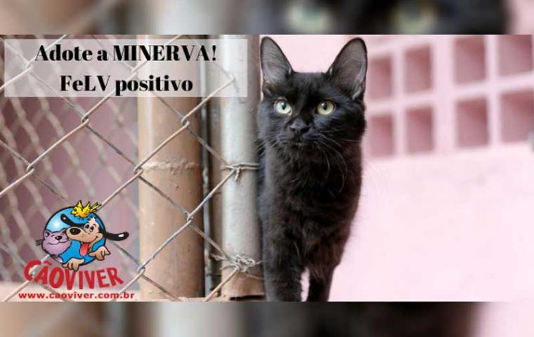 Cãoviver Divulgação