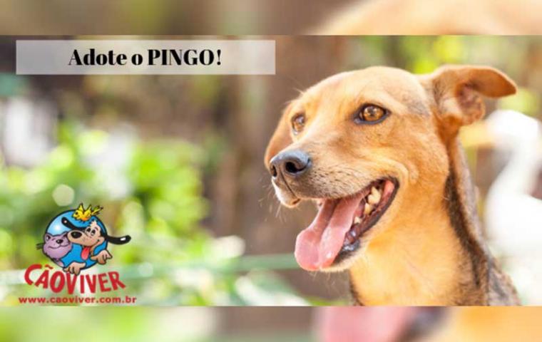 Cãoviver Divulgação