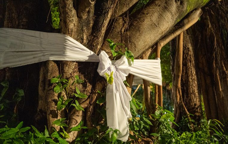Imagem do ritual de abertura do FAN que mostra o troco de uma árvore grande abraçada por um grande tecido branco que se fecha em laço.
