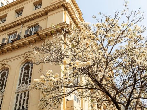 Edifício antigo de fachada bege com janelas altas em arco e aparelhos de ar-condicionado instalados. Em primeiro plano, há uma árvore com muitas flores brancas, ocupando boa parte da imagem. O céu está claro ao fundo.