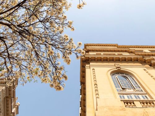 Fachada de edifício antigo bege com janela alta em arco. No canto esquerdo, aparece parte de outra construção ornamentada. Em primeiro plano, galhos de uma árvore florida com muitas flores brancas contra o céu claro.