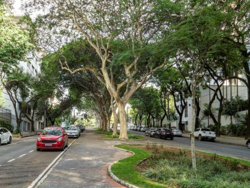 Uma avenida bastante arborizada, com duas pistas de mão única separadas por um canteiro central largo. O canteiro é ajardinado e possui árvores altas de troncos grossos que formam uma copa verde densa cobrindo parte da via. À esquerda, há carros estacionados ao longo da avenida, incluindo um veículo vermelho em destaque na frente. O passeio de pedestres é largo, com piso de asfalto e detalhes em tijolos vermelhos, em formato levemente sinuoso. Os prédios residenciais e comerciais aparecem dos dois lados da 