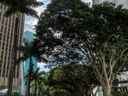 Uma avenida tranquila no centro de uma cidade, cercada por prédios altos e modernos. À esquerda há um edifício de fachada bege com janelas verticais, e ao fundo um prédio espelhado azul. À direita, aparece parte de um prédio muito alto de vidro, com o nome de uma empresa no topo. A rua é ladeada por grandes árvores de copas densas, que formam uma espécie de túnel verde, além de palmeiras altas. Alguns carros estão estacionados ao longo da via, mas o tráfego é bem leve. O céu está parcialmente azul com algum