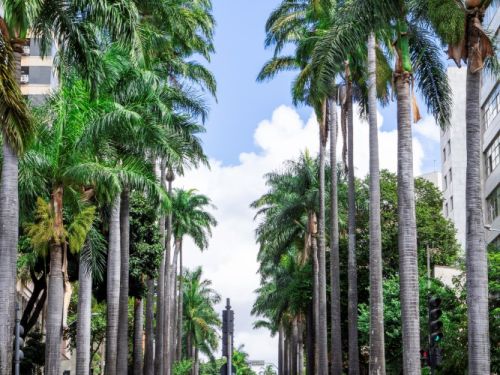 Uma avenida com faixa de pedestres, atravessada por algumas pessoas. A avenida é larga e marcada por um canteiro central estreito, repleto de palmeiras imperiais altíssimas em fileiras simétricas, criando um corredor verde que se estende ao longe. Carros passam pelas duas pistas e outros aguardam o semáforo.