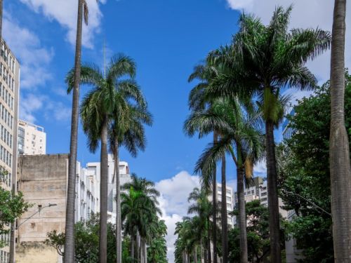 Uma avenida larga e elegante, com um canteiro central estreito, repleto de palmeiras imperiais muito altas, alinhadas em duas fileiras que se estendem até o horizonte. Dos dois lados da rua, há prédios altos residenciais e comerciais, alguns de fachada clara e outros mais modernos. Carros circulam nas duas pistas e outros estão estacionados ao longo das calçadas. O céu azul com algumas nuvens brancas dá ar ensolarado e vibrante à cena.