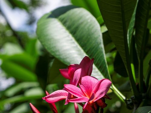 Flores de pétalas rosas em formato alongado surgem em ramos avermelhados, cercadas por grandes folhas verdes ovais, lisas e brilhantes. A luz do sol incide parcialmente, criando áreas iluminadas e sombreadas.