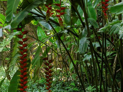 Plantas tropicais com folhas grandes e verdes erguem hastes longas e finas, das quais pendem flores vermelhas em forma de garras. O chão é coberto por vegetação rasteira verde.