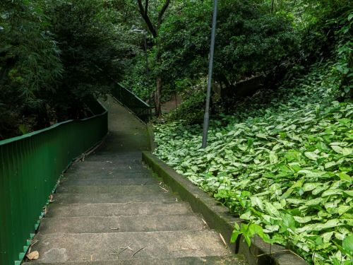 Escadaria de concreto com corrimão verde à esquerda, ladeada por vegetação densa. À direita, há um canteiro inclinado coberto por folhas largas verdes. Dois postes de iluminação metálicos estão na descida.