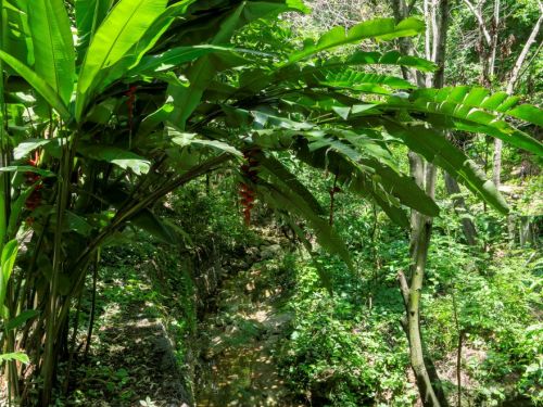 Leito de córrego estreito com pedras, rodeado por vegetação densa. Grandes folhas verdes arqueadas de plantas tropicais cobrem parte superior. O solo nas margens é parcialmente revestido por pedras e plantas rasteiras.