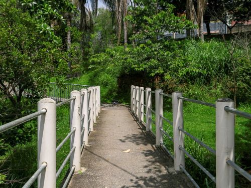 Ponte estreita de cimento com corrimão metálico branco, cercada por árvores e vegetação alta. Ao fundo, destacam-se várias palmeiras grandes e casas parcialmente visíveis atrás da mata.