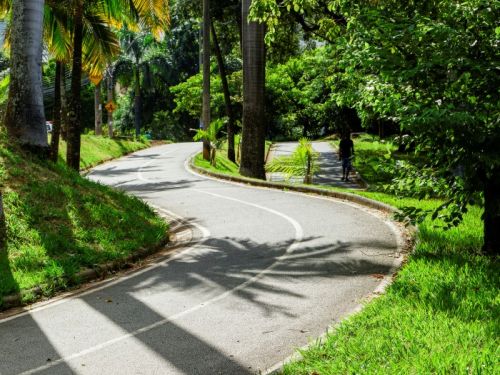 Uma estrada de asfalto que faz uma curva em um parque. A estrada é ladeada por grama verde e árvores altas, incluindo palmeiras com troncos grossos. A luz do sol passa por entre as árvores, criando um efeito de luz e sombra no chão. Uma pessoa caminha ao longe, no lado direito da estrada.