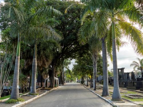 Uma estrada de asfalto que se estende para o fundo, em um cemitério. A via é ladeada por altas palmeiras imperiais de troncos finos e folhagens densas, além de outras árvores menores. Em ambos os lados do caminho, é possível ver fileiras de túmulos de pedra e cimento com diferentes formas.
