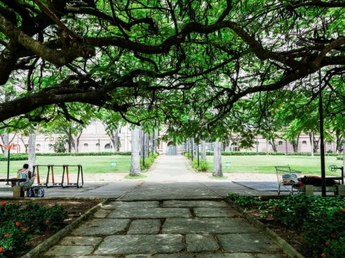 Um caminho pavimentado com lajes de pedra clara divide a imagem ao centro. Acima, galhos de uma grande árvore, com folhagem densa e verde-escura, formam um túnel natural. Ao longo do caminho, bancos, gramados e palmeiras altas. No fundo, um prédio branco e simétrico se destaca.