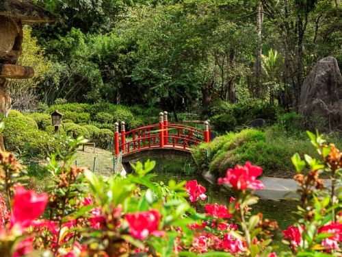 Um trecho encantador do Jardim Japonês do Zoológico de BH, com destaque para a ponte vermelha arqueada sobre um pequeno curso d’água. Em primeiro plano, flores vermelhas emolduram a cena, enquanto arbustos podados, lanternas de pedra e rochas ornamentais compõem o paisagismo típico japonês. Ao fundo, a vegetação densa reforça a atmosfera serena e contemplativa do local.