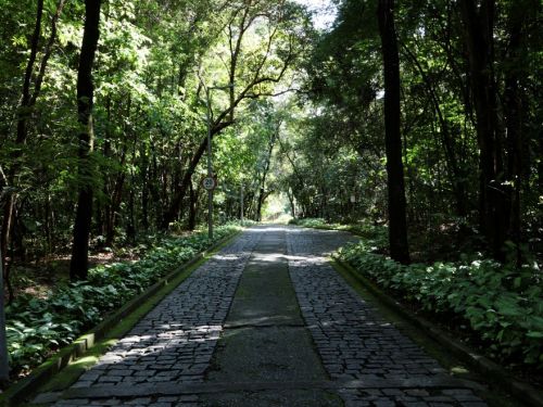 Caminho de pedras ladeado por árvores altas e vegetação densa. O chão é de paralelepípedos e há placas de limite de velocidade. A luz do sol atravessa as copas das árvores.