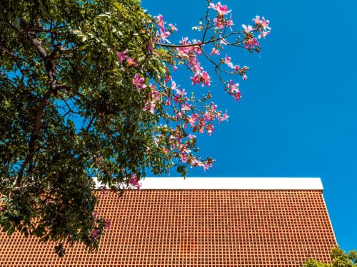 Céu azul vibrante emoldura o Mercado Novo em BH. À esquerda, uma árvore frondosa exibe folhas verdes e delicadas flores rosas. Na parte inferior direita, a fachada do prédio apresenta uma textura de cobogós ou brises marrom-avermelhados, com uma borda superior branca.