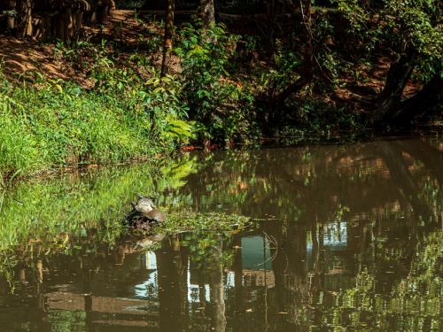 Pequeno lago de águas calmas reflete árvores e construções próximas. No centro, algumas tartarugas descansam sobre um tronco ou pedra coberta de plantas aquáticas. À margem, há vegetação verde densa, contrastando com a terra avermelhada e troncos de árvores ao fundo.