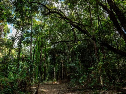 O ChatGPT disse: Trilha de terra em meio a uma mata densa, com árvores altas e galhos curvados sobre o caminho. O chão tem degraus rústicos de madeira e uma cerca de troncos na lateral esquerda. A luz do sol filtra pelas copas, criando um ambiente sombreado e tranquilo.