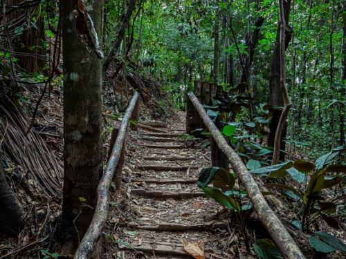 Uma escada de madeira simples, composta por degraus rústicos que sobem por uma trilha no meio da floresta. A vegetação ao redor é densa, com árvores de troncos finos e folhas verdes cobrindo a trilha. O solo é coberto por folhas secas e galhos.