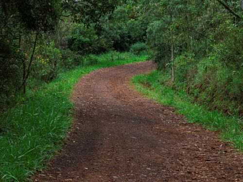 Um caminho de terra em uma área de mata densa no Parque Serra do Curral. O caminho, de cor marrom avermelhada, se estende em formato de S, ladeado por grama e folhagem verde escura. A densa vegetação forma um túnel verde, com a luz do sol filtrando por entre as folhas. O ambiente é sombreado e com uma atmosfera de natureza profunda.