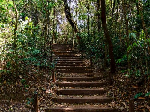 Escadaria de terra com degraus de madeira rústica sobe em meio a uma trilha cercada por vegetação densa. Árvores altas e finas formam um teto de folhas verdes, com galhos entrelaçados. O chão está coberto por folhas secas e a luz do sol atravessa por entre as copas.