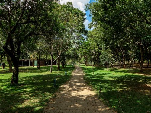 Um caminho em um parque arborizado. O caminho, de tijolos claros, se estende em linha reta e é ladeado por grama verde e muitas árvores, que criam um corredor natural de folhagem. O sol que passa entre as copas das árvores projeta um efeito de luz e sombra no chão.