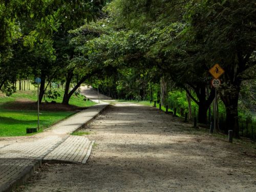 Uma larga trilha de terra e uma calçada de tijolos claros são ladeadas por uma fileira de árvores com folhagem densa, que criam um túnel verde. A luz do sol atravessa as folhas, criando um efeito de luz e sombra no chão. Uma placa amarela com um símbolo de bicicleta está visível no lado direito.