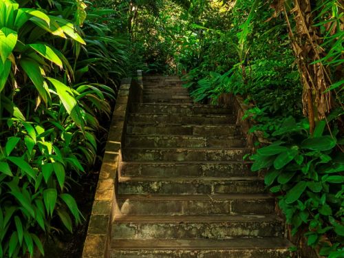 Escadaria estreita de pedra em subida, composta por degraus irregulares. As laterais têm muretas de pedra de baixa altura. À esquerda, corre um canal estreito com água parada, revestido por pedras. Todo o entorno é tomado por vegetação densa, com árvores de troncos altos e galhos que sombreiam o espaço.