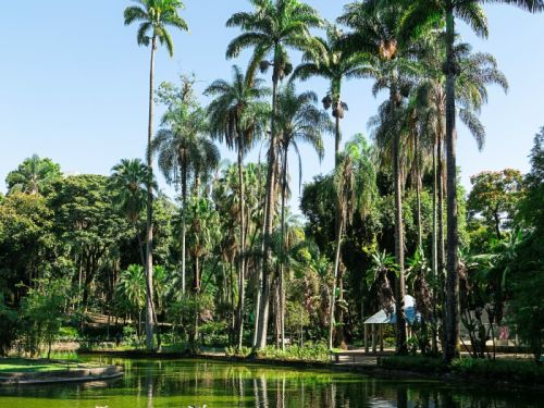 Um lago de cor verde-esmeralda, com patos e gansos nadando, dentro do parque. As águas refletem as árvores que cercam o local. O ambiente é repleto de palmeiras altas, com troncos finos e folhagem densa. O céu é azul e sem nuvens, fazendo um contraste com o verde da paisagem.