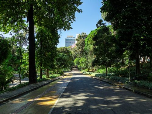 Um longo caminho no parque, que se estende sob um túnel de árvores altas e densas. O caminho é de asfalto, com uma calçada amarela na lateral esquerda. A luz do sol cria um forte contraste de luz e sombra no chão. Ao fundo, um prédio alto e moderno se destaca no horizonte, atrás das árvores.