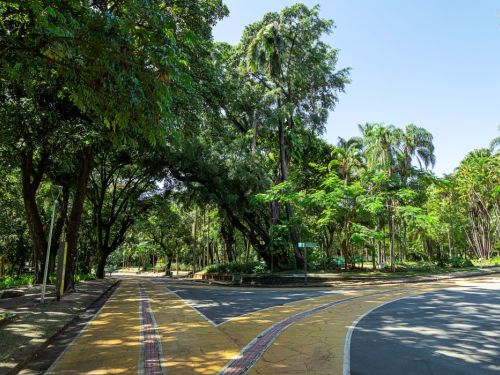 A bifurcação de dois caminhos no parque. Um caminho de asfalto escuro se encontra com uma calçada larga de cor amarela e uma faixa vermelha. Grandes árvores com folhagem densa cercam o cruzamento. O sol, ao passar entre as folhas, projeta um efeito de luz e sombra no chão.