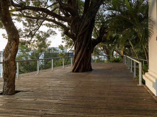 Passarela de madeira elevada com corrimão metálico, ladeada por árvores grandes que atravessam o piso. À direita, parede amarela com detalhe branco. Ao fundo, prédios de uma cidade aparecem entre as copas das árvores.